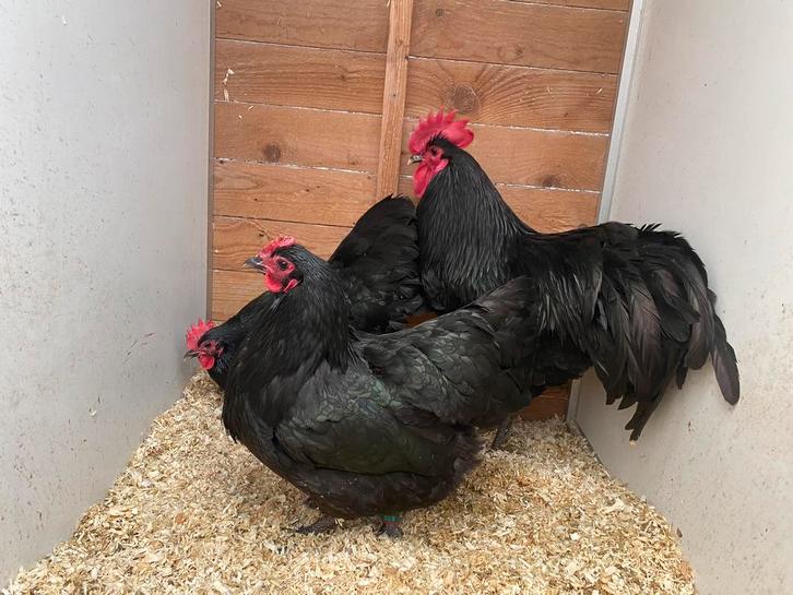 Haan met 2 hennen zwarte australorp TT kwaliteit, Animaux & Accessoires, Volatiles