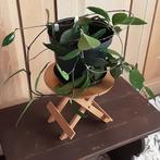 Mooie lange hangplant kamerplant Wasbloem Hoya Carnosa, Ophalen of Verzenden, In pot