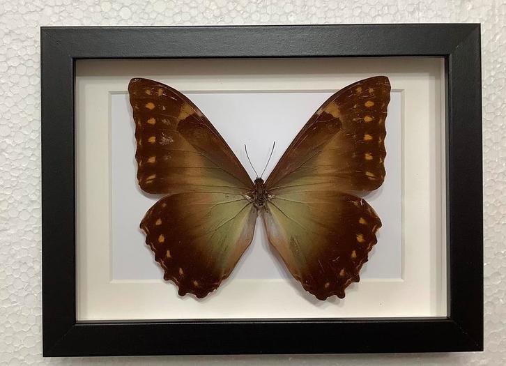 Morpho amphitryon in kader, Verzamelen, Dierenverzamelingen, Zo goed als nieuw, Ophalen of Verzenden