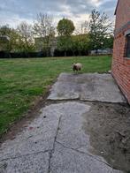 Mooie ram te koop, Dieren en Toebehoren, Schapen, Geiten en Varkens