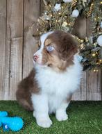 Australische herder pups / Aussi / Australian Shepherd pups, Dieren en Toebehoren, Honden | Herdershonden en Veedrijvers, België