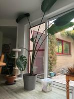 Strelizia augusta te koop (voor hoge plafonds), Huis en Inrichting, Kamerplanten, Ophalen