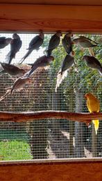 Halsbanden 2025, Dieren en Toebehoren, Vogels | Parkieten en Papegaaien, Geringd