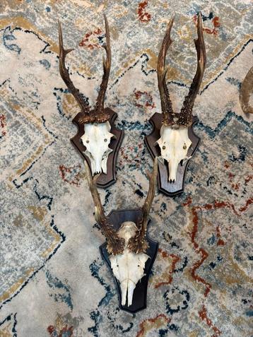Herten schedel x3 beschikbaar voor biedingen