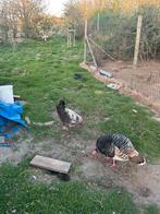 Mechelse koekoek, Dieren en Toebehoren, Pluimvee, Mannelijk, Kip