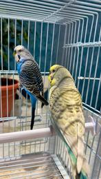 Perruch couple, Perruche