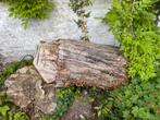 Grote Boomstam esdoorn Gratis, Tuin en Terras, Ophalen, Overige houtsoorten, Stammen