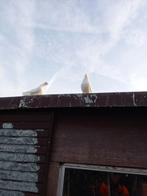 Pauwstaartduifjes, Dieren en Toebehoren, Vogels | Duiven