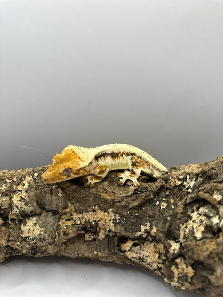 Solde 20% Wimpergecko, 1.0, mâle, pick up Houten, Animaux & Accessoires, Reptiles & Amphibiens, Autres espèces, 0 à 2 ans