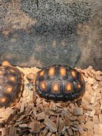 tortue charbonnière Juvénile, Dieren en Toebehoren, Reptielen en Amfibieën, Schildpad