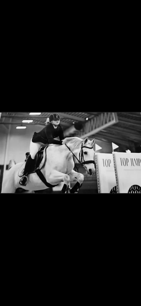 Springpaard met wedstrijd ervaring, Dieren en Toebehoren, Paarden, Springpaard