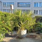 Palm Butia Capitata, Volle zon, Vaste plant, Bloeit niet, Ophalen