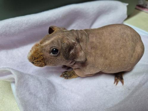 Super lief knap rood bont skinny beertje, Dieren en Toebehoren, Knaagdieren, Mannelijk, Cavia, Tam