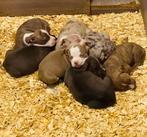 Prachtig nestje Stafford pupjes  unieke kleurtjes, Dieren en Toebehoren, CDV (hondenziekte), Meerdere, 8 tot 15 weken, Meerdere dieren