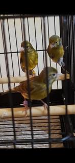 Raza Español, Animaux & Accessoires