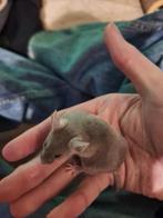 Gratis kleurmuizen ( ️M ), Dieren en Toebehoren, Knaagdieren, Muis, Mannelijk, November, Tam