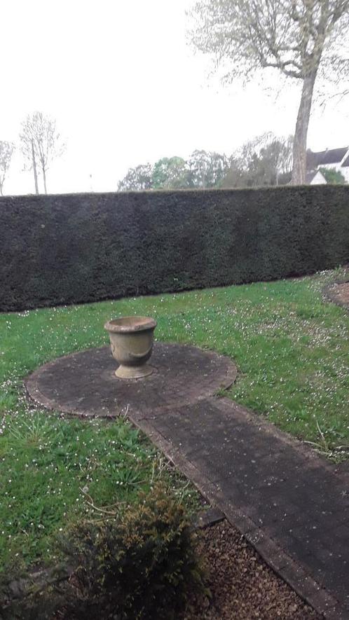 Wie wil taxushaag komen scheren in juni te Tongeren, Tuin en Terras, Planten | Struiken en Hagen, Ophalen