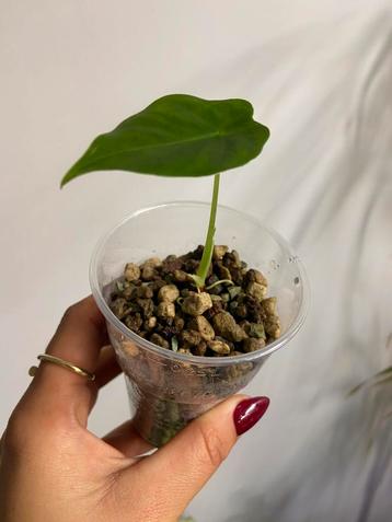 Olifantsoor knollen/ babyplany (Alocasia Regal knollen) beschikbaar voor biedingen