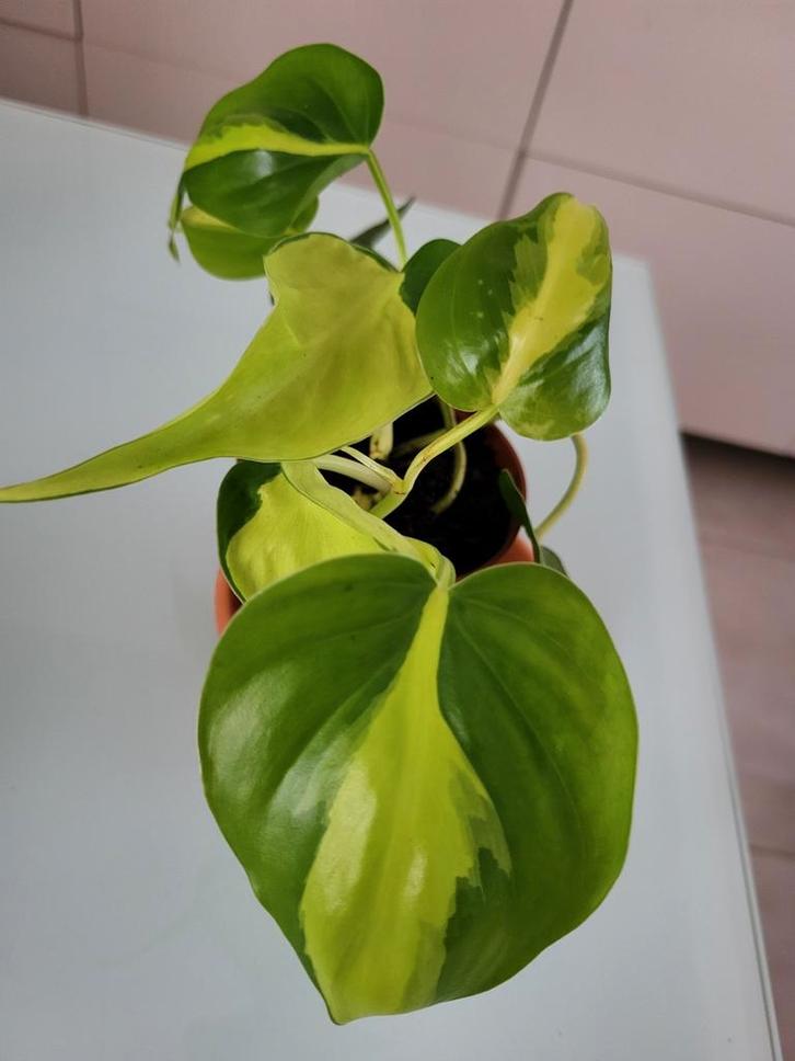 Philodendron Brazilië, Huis en Inrichting, Kamerplanten, Ophalen