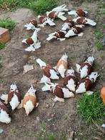 Bouclier saxon colombe rouge et jaune, Animaux & Accessoires, Oiseaux | Pigeons