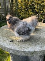 Zijdehoenders, Dieren en Toebehoren