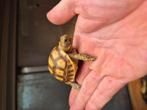 Tortue sulcata, Schildpad