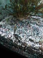 Ancitrus a vendre 4€ pièce, Animaux & Accessoires