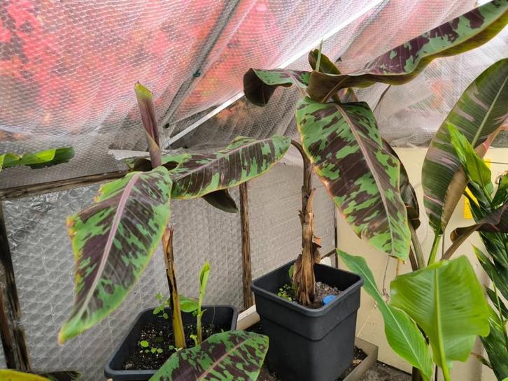 Musa Zebrina (Bloedbanaan), Tuin en Terras, Planten | Tuinplanten, Ophalen