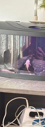 Aquarium met meubelen en vissen