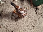 Poulette et coq leghorn porcelaine, Ophalen