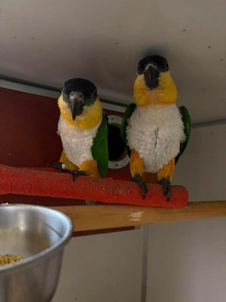 Prachtig bewezen koppel Zwartkop Caique’s, Dieren en Toebehoren, Vogels | Parkieten en Papegaaien, Geringd