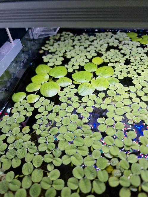 Limnobium laevifolium, Dieren en Toebehoren, Vissen | Aquaria en Toebehoren, Nieuw, Plant(en), Steen of Hout, Ophalen