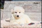 Prachtige Zwitserse Witte Herder pups, Dieren en Toebehoren, CDV (hondenziekte), Meerdere, 8 tot 15 weken, Herder