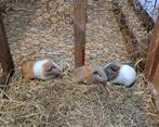Jonge cavia's te koop, Dieren en Toebehoren, Knaagdieren, Cavia, Juli, Meerdere dieren, Tam