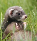 Fret gezocht liefst laten brengen, Dieren en Toebehoren, Januari, Mannelijk