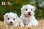 maltezer pups, reutjes, beide ouders zijn hier aanwezig, Dieren en Toebehoren, België, Maltezer, Reu, CDV (hondenziekte)