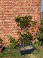 Blauwe regen wisteria, Tuin en Terras, Ophalen