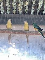 parkiet, Plusieurs animaux, Perruche, Bagué