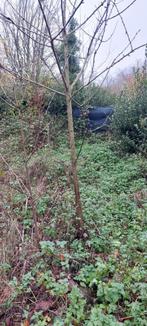 jeunes arbres + haie, Tuin en Terras, Ophalen, Overige soorten, 100 tot 250 cm