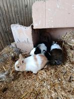 Konijnen te koop, Dieren en Toebehoren