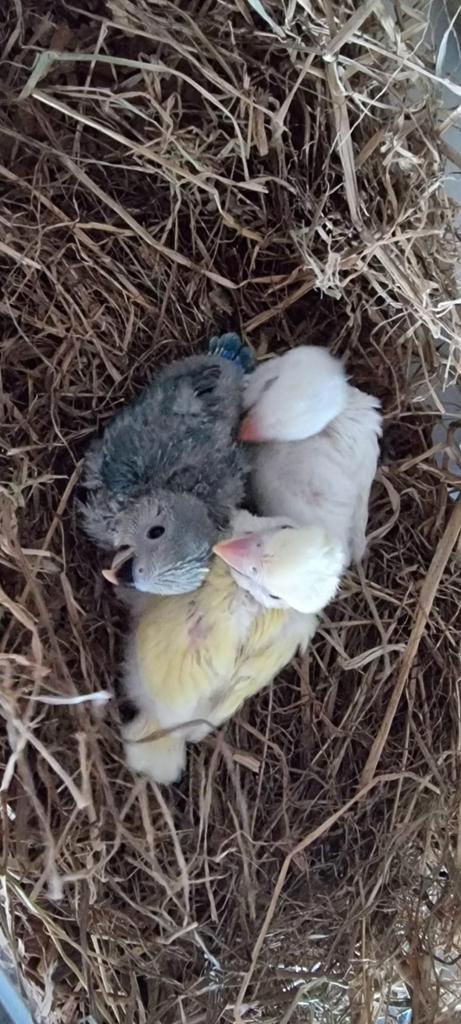 Dwergpapegaai agapornis, Dieren en Toebehoren, Vogels | Parkieten en Papegaaien