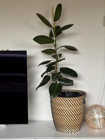 Ficus elastica beschikbaar voor biedingen