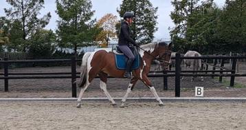 Super brave e pony ruin!!  beschikbaar voor biedingen