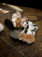 Dwergkonijnen, Dieren en Toebehoren, Meerdere dieren, Dwerg, 0 tot 2 jaar