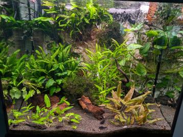 Aquariumplanten 3 emmers. Per emmer beschikbaar voor biedingen
