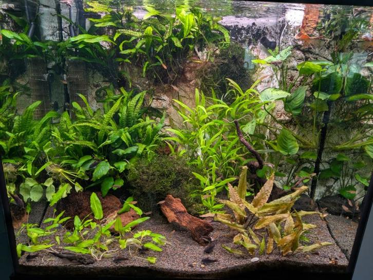 Aquariumplanten 3 emmers. Per emmer, Dieren en Toebehoren, Vissen | Aquaria en Toebehoren, Nieuw, Plant(en), Steen of Hout, Ophalen