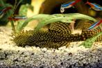 Borstelneus - Ancistrus, Dieren en Toebehoren, Vissen | Aquariumvissen, Vis