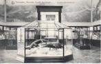 Tervueren - Musée du Congo - Salle des crocodiles, Affranchie, Bruxelles (Capitale), Enlèvement ou Envoi, Avant 1920