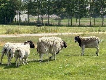 Dorper ram beschikbaar voor biedingen