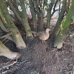 Bosfazanten 2025, Dieren en Toebehoren, Meerdere dieren, Geringd